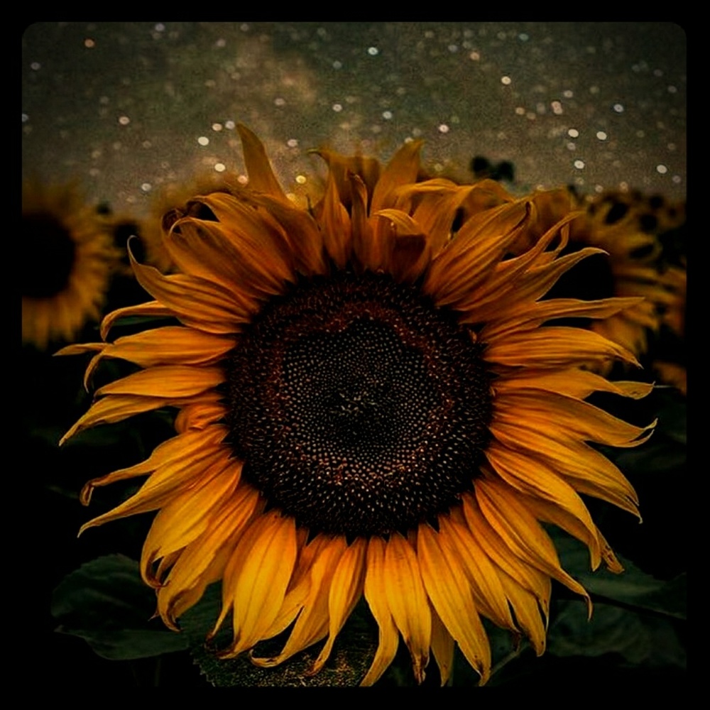 Meet your Posher, Pegasus